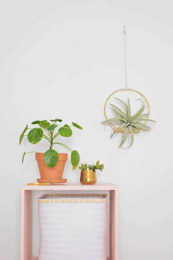 decorar tu hogar con plantas de aire 11