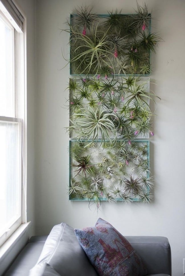 decorar tu hogar con plantas de aire 3