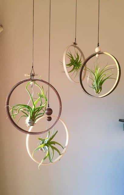 decorar tu hogar con plantas de aire 5