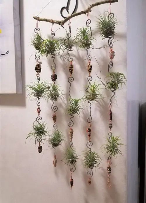 decorar tu hogar con plantas de aire 6