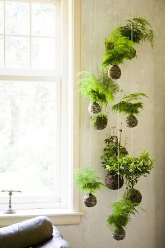 decorar tu hogar con plantas de aire 9
