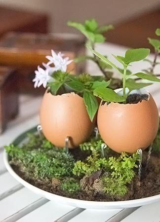 ideas para plantar en cascaras de huevo 2