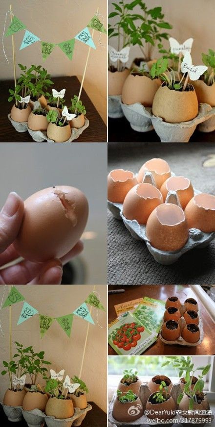 ideas para plantar en cascaras de huevo 7