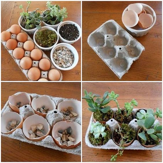 ideas para plantar en cascaras de huevo 8