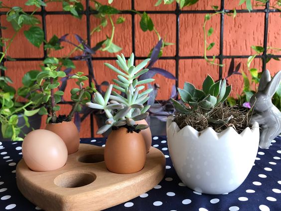 ideas para plantar en cascaras de huevo