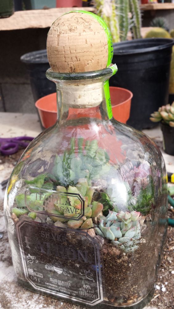 como hacer terrarios con suculentas en botellas de vidrio 6